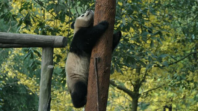 Giant panda Qinghua climbs a tree at Dujiangyan Panda Park in Sichuan province, China