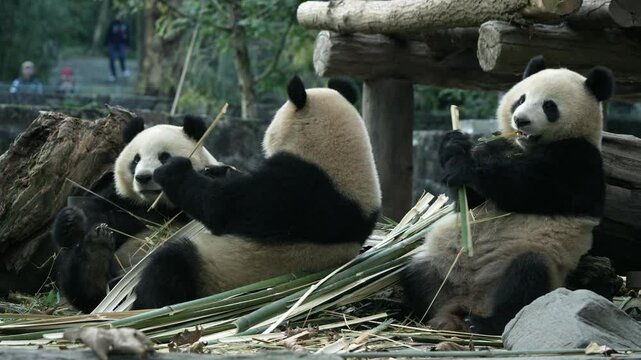 Panda Pan Qing is a family of three at Dujiangyan Bear Cat Park in Sichuan Province, China