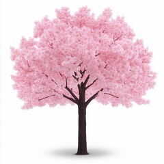 Fototapeta premium Pink Cherry Blossom Tree Isolated On White Background