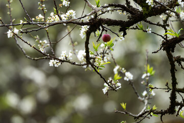 white plum blossoms on the hillsides