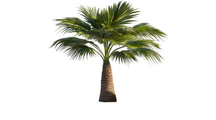 Obraz premium palm tree on a transparent background, PNG image, PNG file, Generative art.