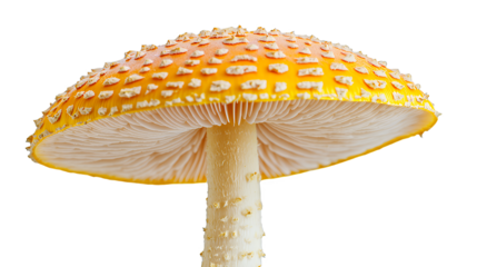 a yellow mushroom with a red cap on a transparent background, PNG image, PNG file, Generative art.