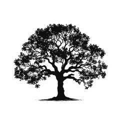 Fototapeta premium a oak tree silhouette