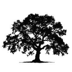 Fototapeta premium oak silhouette