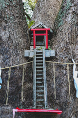 Hidden Shinto Shrine Nestled Between Ancient Tree Trunks
