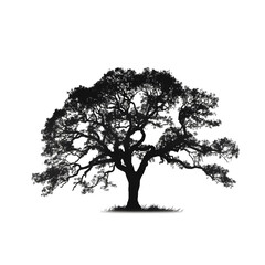 Fototapeta premium a oak tree silhouette