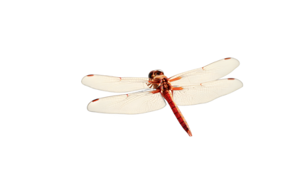 a white dragonfly on a transparent background, PNG image, PNG file, Generative art.