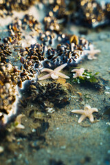 Living starfish in seawater of dutch coast