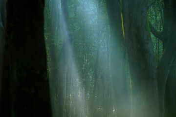 Sunlight rays Filtered Through thick canopy of old and mystical beech trees