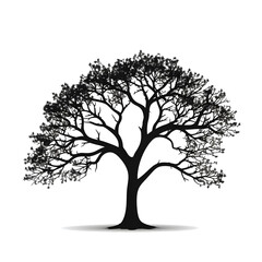 Fototapeta premium tree silhouette