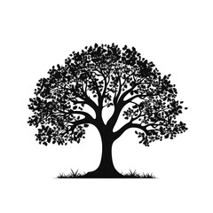Fototapeta premium oak tree silhouette