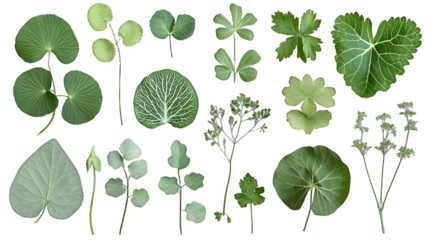 a collection of green leafy plants on a transparent background, PNG image, PNG file, Generative art.