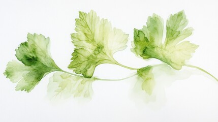 Watercolor painting of parsley sprigs on white. Food styling, recipe blogs