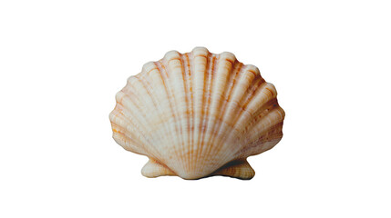 Obraz premium a sea shell on a transparent background, PNG image, PNG file, Generative art.