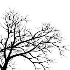 Fototapeta premium tree branches silhouette
