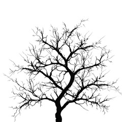 tree branches silhouette