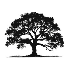 Fototapeta premium oak silhouette