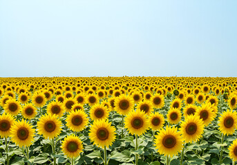 Obraz premium Field of sunflowers in full bloom joy and positivity isolated on plain background