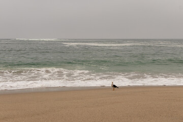 beach with waves of more calm with a background of blue sky seagulls and a summer island 