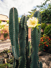 green cactus with yellow flower