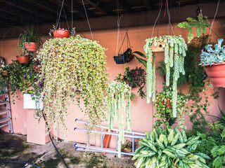 succulent plants in suspended garden