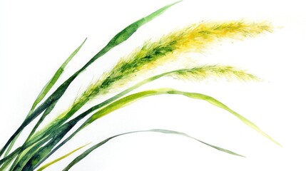 Fototapeta premium Watercolor painting of swaying grass, white background, nature scene, design element