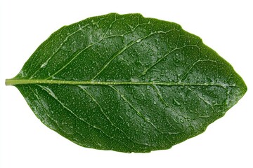 Obraz premium Close-up of a green leaf, isolated on white background. Possible use for nature educational resources, posters, or botanical studies