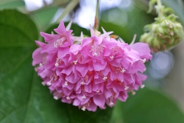 flower, 분홍, 네이처, 블로섬, 봄, 식물, flower, 뜰, 보라색, 개화, 라일락, 여름, 개화, 미, 식물, 근접, 꽃, 로즈, 나무, 나뭇잎, 모란, beautiful, 근접, 원예