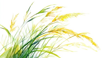 Watercolor painting of swaying grass, nature scene, white background, for design