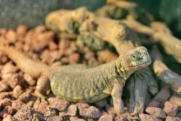 도마뱀, 파충류, animal, 네이처, 야생 동물, green, 드래곤, 난폭한, 규모, 이구아나, 눈, 바위, 근접, 매크로, 사막, 수염
