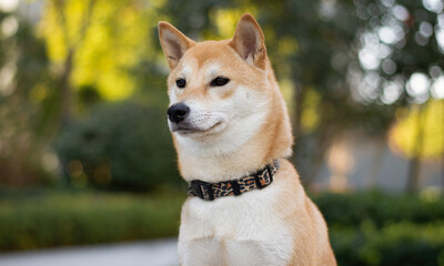 dog shiba inu