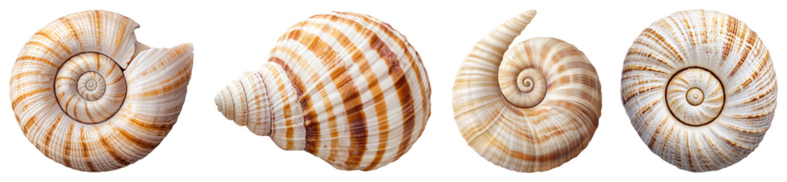Four Cream And Brown Spiral Seashells On Transparent Background