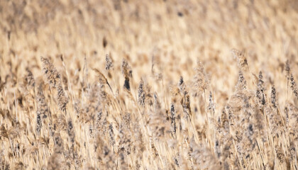 Fototapeta premium Dry coastal reed on a daytime. Panoramic natural abstract photo