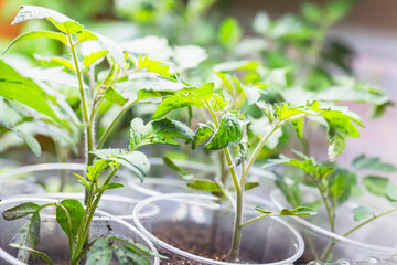 Fresh green tomato seedlings grow under bright light, macro photo