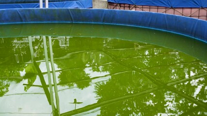 A large, blue-rimmed water tank filled with green water, possibly for aquaculture or irrigation purposes.