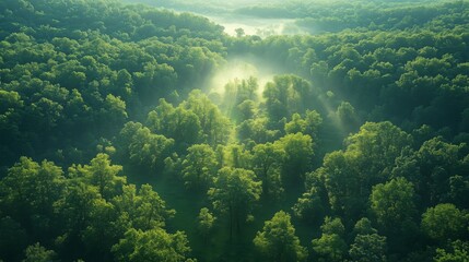 Green and lush forest wonderland