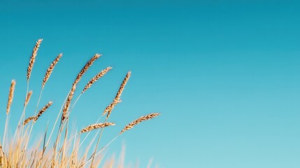 Golden Wheat Stalks Against a Bright Blue Sky in Summer Landscape