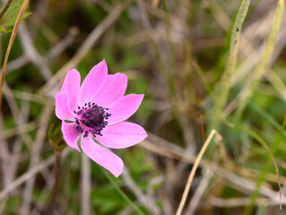 Fototapeta premium Delicate pink flower blooms gracefully in a sunlit meadow during springtime