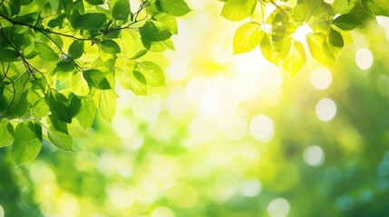 Obraz premium sunlight through green leaves spring nature background