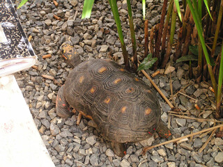 Turtle exploring a rocky area among plants in Venezuela during daylight hours