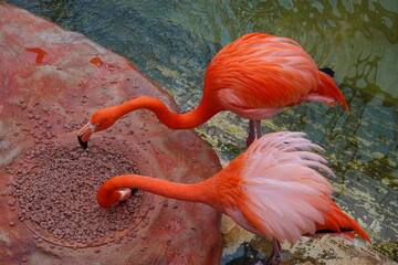 rote Flamingos bei F&uuml;tterung
