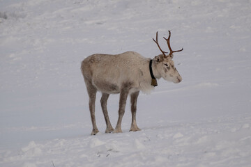 Reindeer herd on St&auml;djan mountain in Sweden