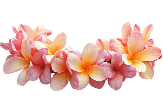 Fototapeta Vibrant Hawaiian Lei with Fresh Flowers Realistic Image Isolated on Transparent Background