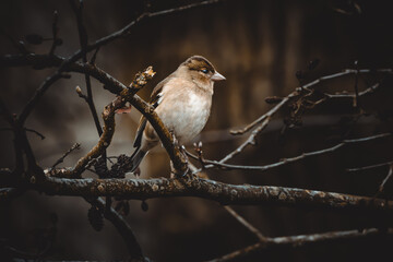 Der Buchfink (Fringilla coelebs) ist ein h&auml;ufiger Singvogel in Europa und Asien