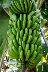 Bunch of bananas on a plantation on Madeira Island, Portugal