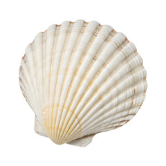 Obraz premium A close-up of a Scallop shell. isolated on a transparent background .