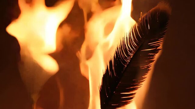Feather engulfed by flames: intense burning and transformation
