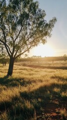 Golden Hour Meadow Landscape