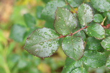 rose leaves with rain drops