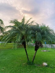palm trees on the park